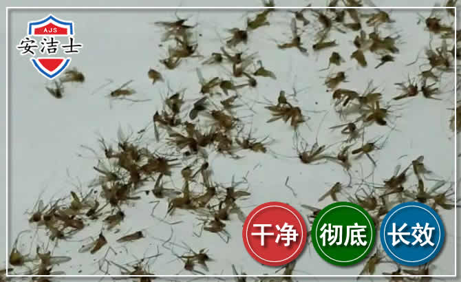 昌江苍蝇防治-灭蝇