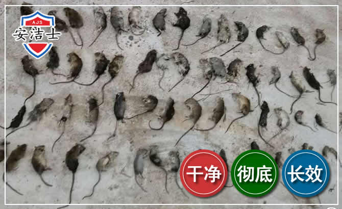 昌江鼠害防治-灭鼠