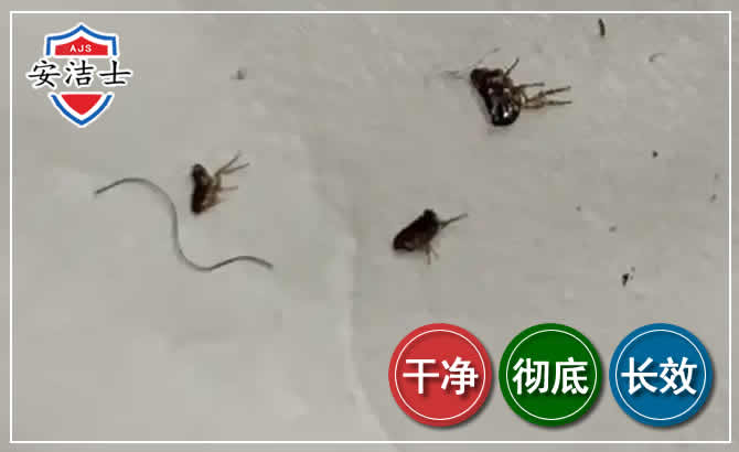 昌江跳蚤防治-灭跳蚤
