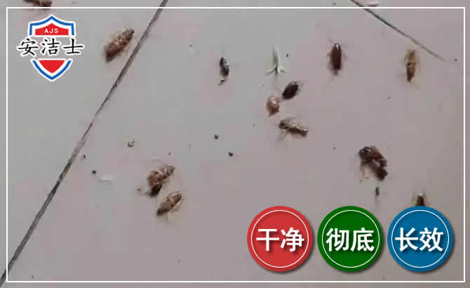 昌江蟑螂防治-灭蟑螂