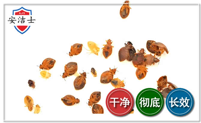 昌江臭虫防治-消灭臭虫
